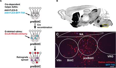 Monosynaptic Projections to Excitatory and Inhibitory preBötzinger Complex Neurons